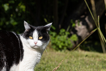 A beautiful adult young black and white cat with big yellow eyes is in the garden in summer
