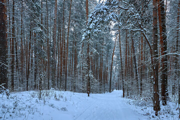 Fototapeta premium Winter forest, gloomy, seasonal landscape. Snow in the forest. Dense snow forest on cloudy day. Branches of tall trees in cold frost.