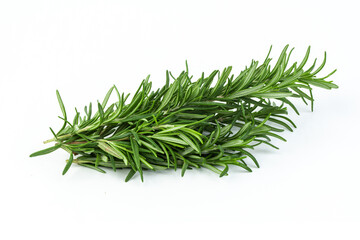 Rosemary isolated. Rosemary on white background.