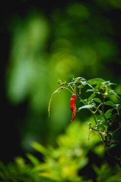 Closeup of red chili hanging on the tree. Selective focus of fresh chili in garden. 