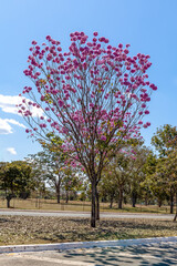 A little Handroanthus heptaphyllus also know about the pink trumpet tree or pink tab or pink Ipe on...