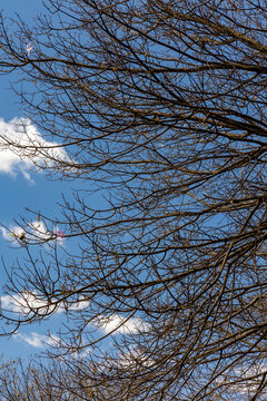 Branches of the Ceiba glaziovii tree also know as Barracuda tree or White-breasted.  Typical tree from Brazil. In the background a blue sky with white clouds. Amazing nature