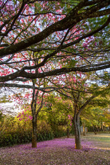 A garden with Handroanthus heptaphyllus also know pink trumpet tree or pink tab or pink Ipe ....