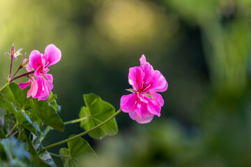 Obraz na płótnie Canvas Pink flower. A Cranebills or pink geranium flower in a window. Green background. Selective focus.