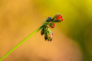 Macrophotography of red geranium buds before blooming.  Also know as Cranebills.  Stunning nature. Red flower.
