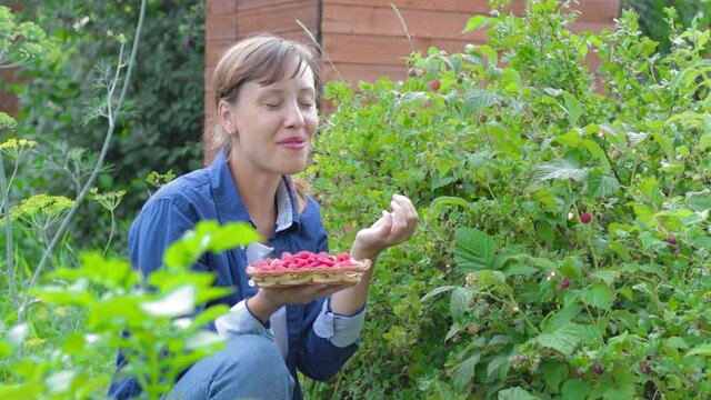 A beautiful young woman in a blue shirt and jeans in the village harvests raspberries and tastes them against a background of green young foliage on a bright sunny day. Selective focus. Portrait