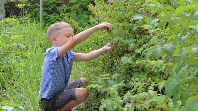 A six-year-old boy harvests raspberries and tastes them against a background of green young foliage on a bright sunny day in the village. It's raining. Selective focus. Portrait