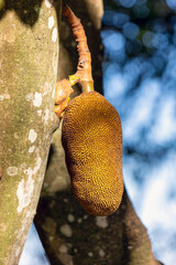 Jackfruit tree with of young jackfruit hanging. Nature and healthy food concepts. Species...