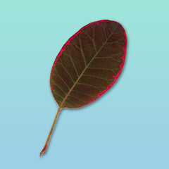 
A single leaf of a smoke tree or a Cotinus coggygria. Cut out on a pale blue green background.