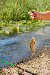A fisherman's hand holds a caught fish on a fishing line against the background of a summer pond in blur.