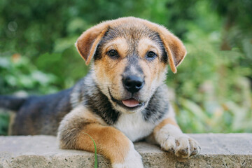 Portrait of cute puppy stray dog looking at camera