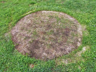 A circle devoid of grass on a green lawn trail from the pool similar to the trail from the arrival of a UFO