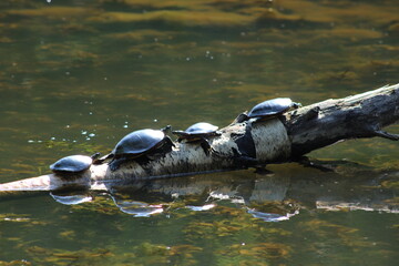 Turtles sunbathing on a tree branch