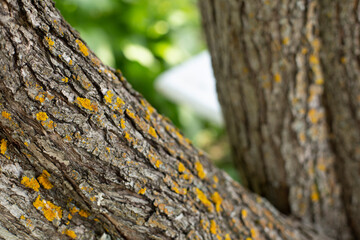 Thick trunk of a tree with moss close up