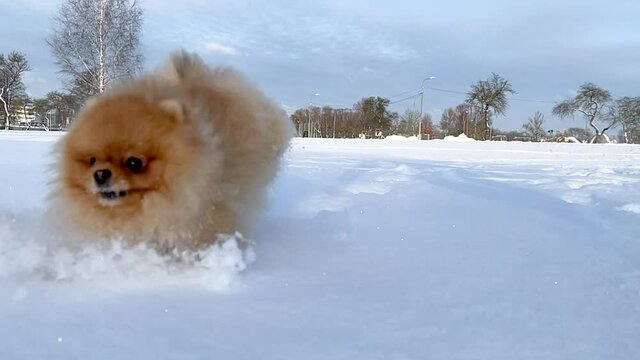 Active dog Pomeranian spitz running and playing in the deep snow on a cold winter day