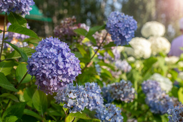 Blue and white hydrangeas in bloom close-up at sunset in the garden with selective focus. Natural flower background