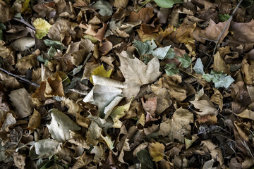 Dry autumn leaves
