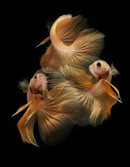 A betta fish is a small, freshwater fish that is brightly colored, has long fins, This is one of kind betta fish called Yellow Halfmoon betta Fish.