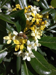 Yellow flowers with a bee