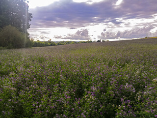Fototapeta na wymiar End of summer day in a blooming alfalfa field, cloudy sky