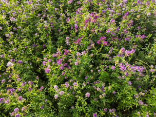 Close-up of blooming alfalfa, its pretty pink, purple petals and stems dotted with small green...