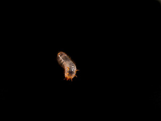 Cetonia larva on a black background. It lives in the soil and compost are not pests but friends of the gardener