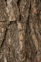 Background Image Of The Texture Of An Old Tree bark