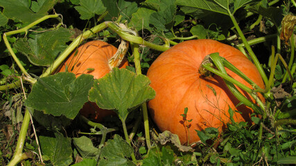Photo of pumpkins on a farm field. autumn harvest of pumpkins