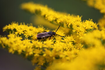 Wildbiene auf der Blüte Kanadische Goldrute