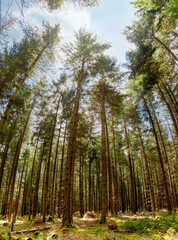 Trees in the forest. abstract circle view of mysterious woods landscape, misty forest scenery. Spruce Tree Forest, clouds sky through trees illuminating Moss Covered Forest Floor. vertical image