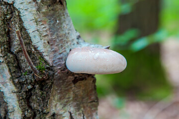 Piptoporus betulinus. Birch Polypore on Birch tree. Fomitopsis betulina. Birkenporling is edible when young, but inedible, bitter taste 