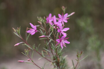 Rosmarin-Weidenröschen