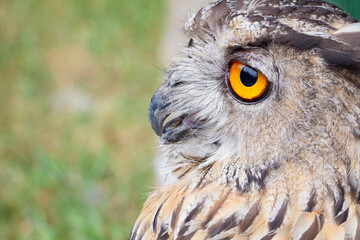 A gray owl looks into the distance. A wild owl with sad yellow eyes.