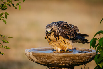 red tailed hawk