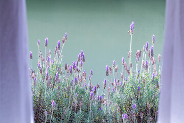 A window overlooking a lavender garden. In the highest flower a bee pollinating.