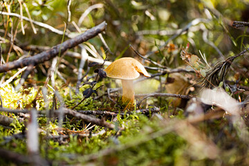 mossiness mushroom (Xerocomus) in the forest