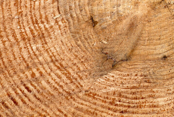 Pine wood texture