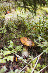 Cep or Boletus Mushroom growing on lush green moss in a forest (Boletus edulis)