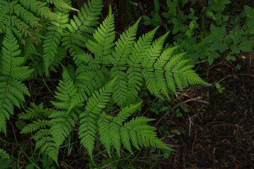 thickets of green ferns in the forest