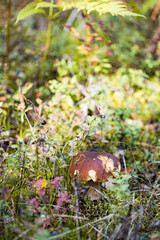 Cep or Boletus Mushroom growing on lush green moss in a forest (Boletus edulis)