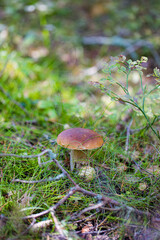Cep or Boletus Mushroom growing on lush green moss in a forest (Boletus edulis)