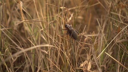 A fat brown beetle with large legs sits in dry grass close-up.
