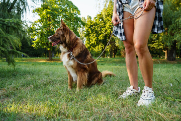 Border Collie dog on a walk in park with it's female owner
