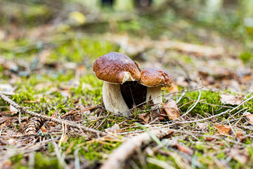 Two Cep or Boletus Mushroom growing on lush green moss in a forest (Boletus edulis)