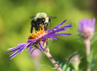 Closeup of bee feeding on a flower
