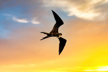 Cormorant bird flying with a fish in the beak