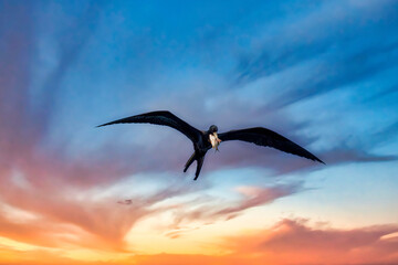 Naklejka premium Cormorant bird flying with a caught fish