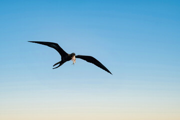 Cormorant bird flying with a fish in the beak