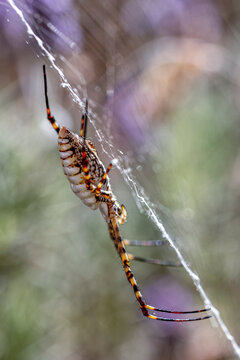 A black and yellow garden spider making webs. Species Argiope aurantia. Animal life. Wild life.
