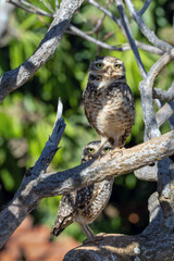 A couple of Burrowing Owl or Luck owl hidden among the branches of a tree. Species Athene Cunicularia. The big yellow eyes of american owl. Bird lover. Birdwatching.